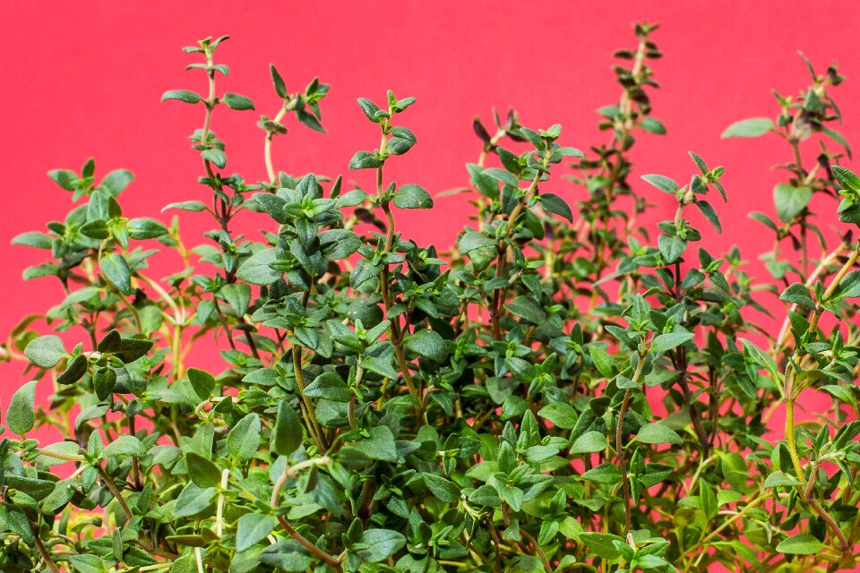Cook herb garden