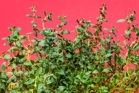 Cook herb garden