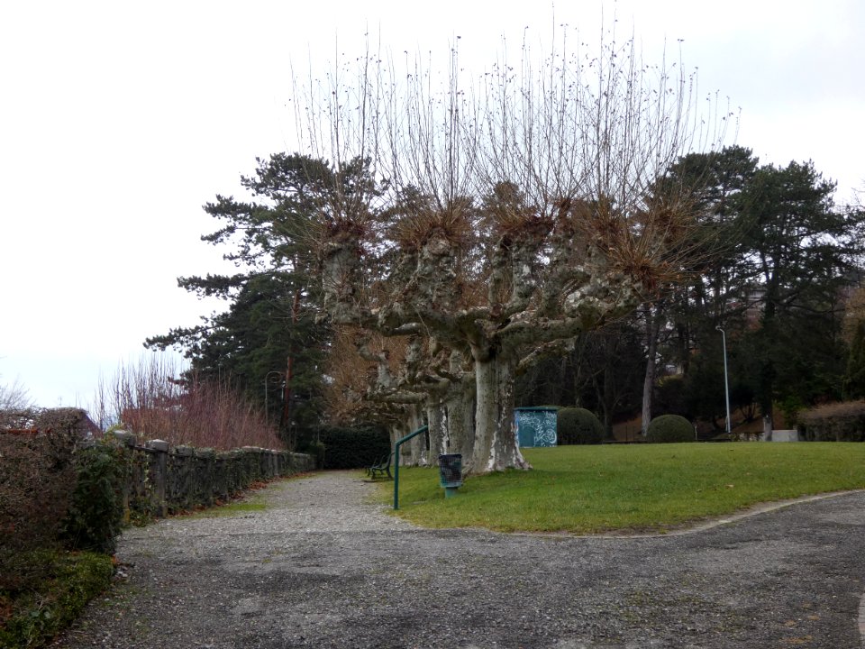 Évian-les-Bains_-_Parc_du_Splendide_-_Platanes