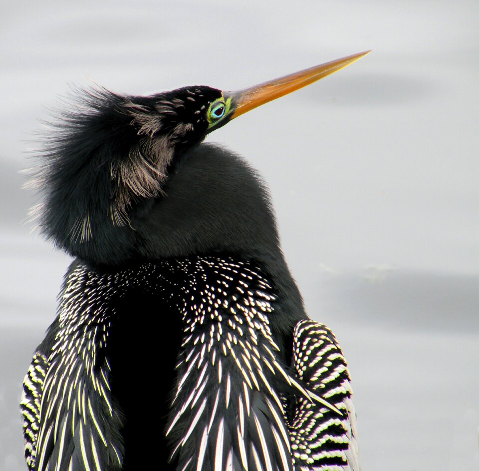 Water wildlife wild
