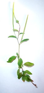Épilobe_(2)a