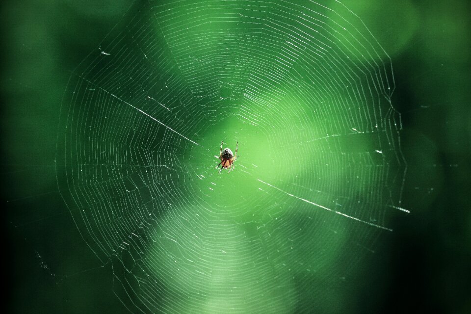 Nature web predator photo