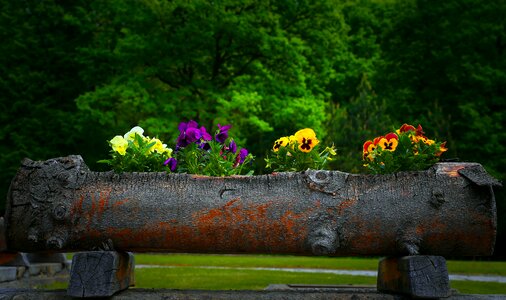 Vase nature plant