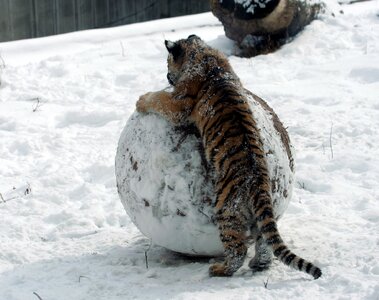 Big cat snowball predator photo