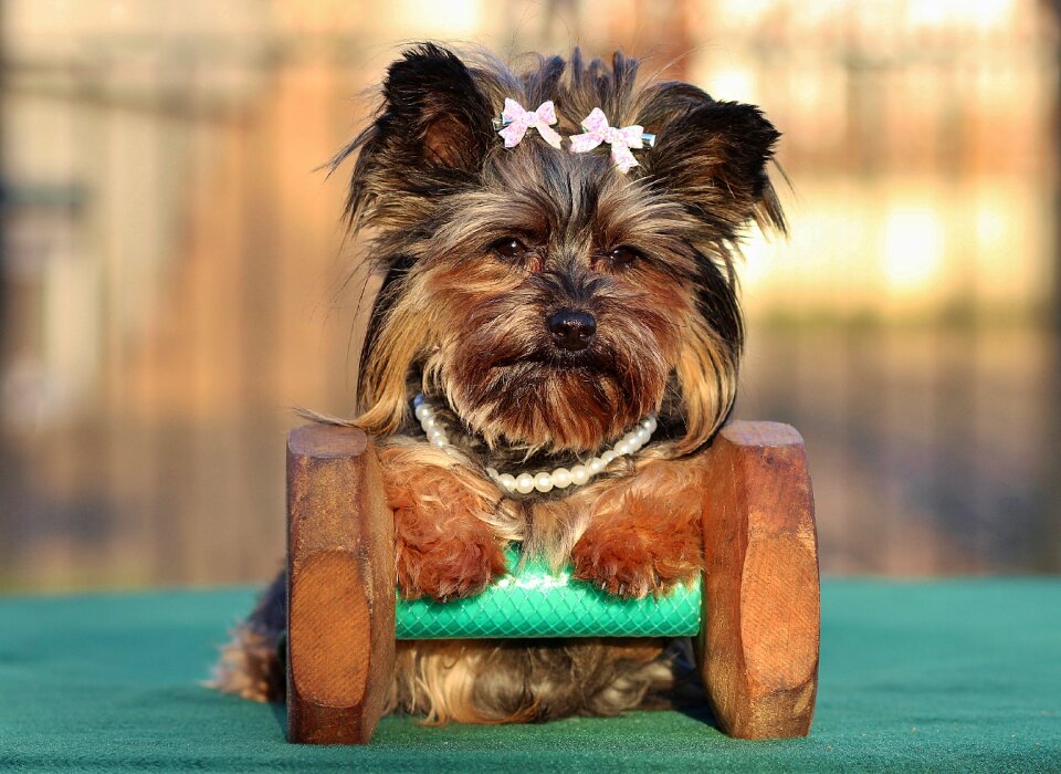Yorkshire terrier dog small