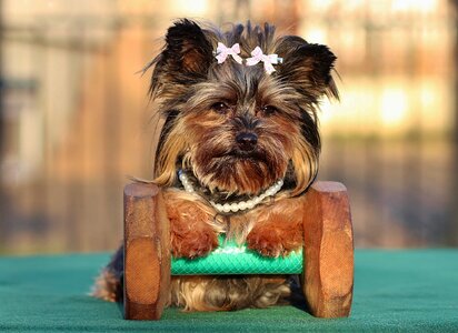 Yorkshire terrier dog small photo