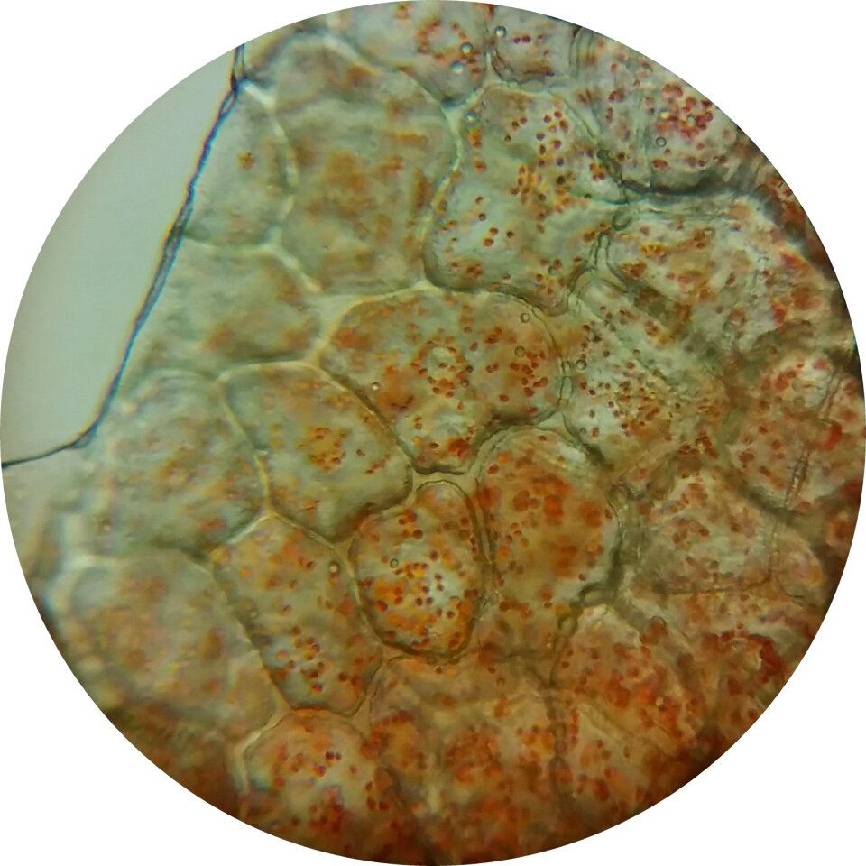 Microscope image plant cells plant cell