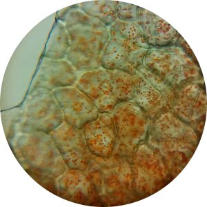 Microscope image plant cells plant cell photo