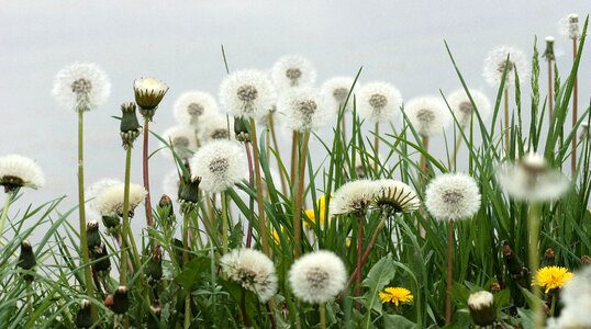 Green stars fluffy photo