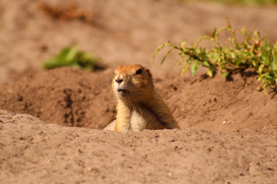 Curious tiergarten sand
