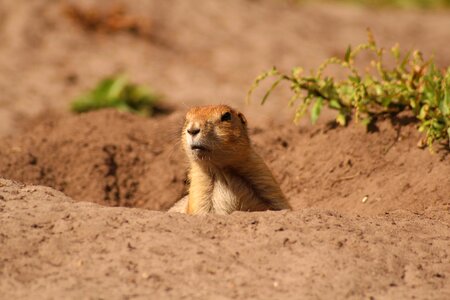 Curious tiergarten sand