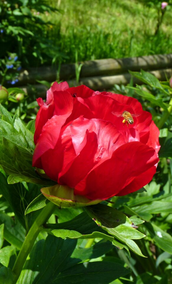 Red flower hatching field