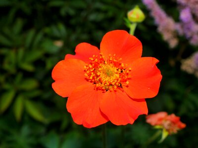 Wild strawberries plant nature