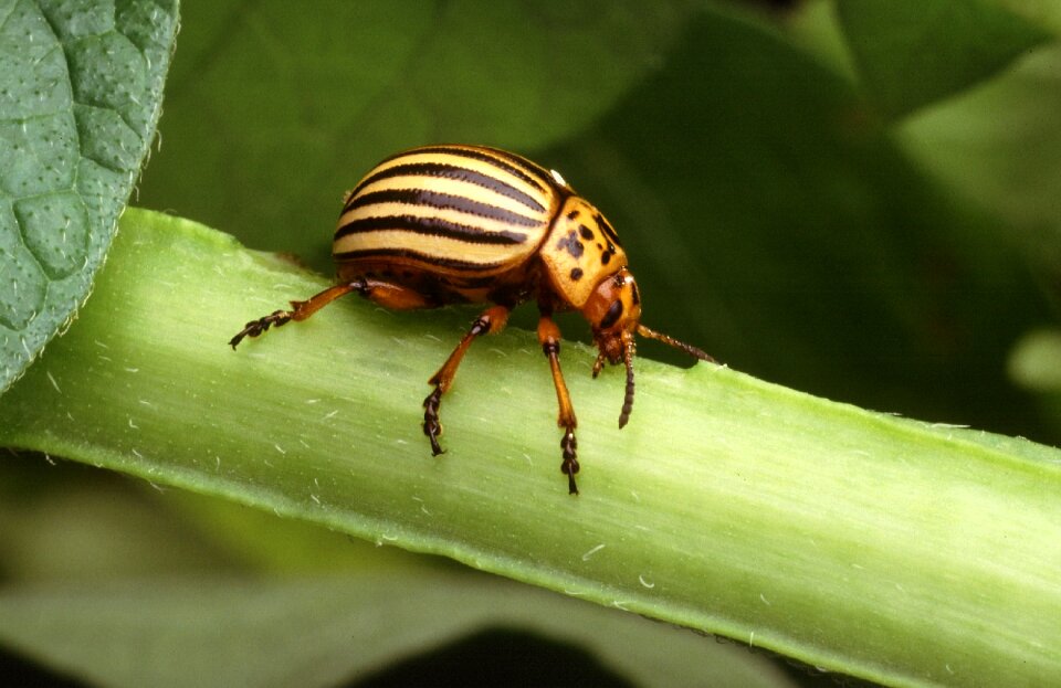 Animal wildlife pest