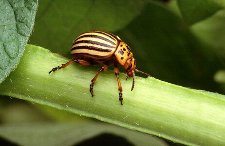 Animal wildlife pest