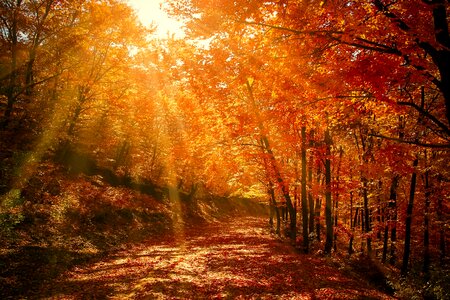 Fall nature road