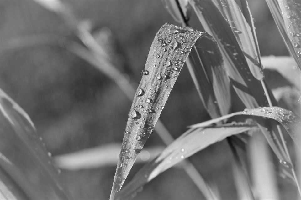 Raindrop black white