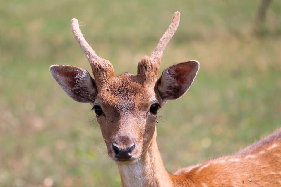 Nature antler forest