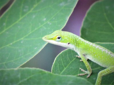 Lizard wild green