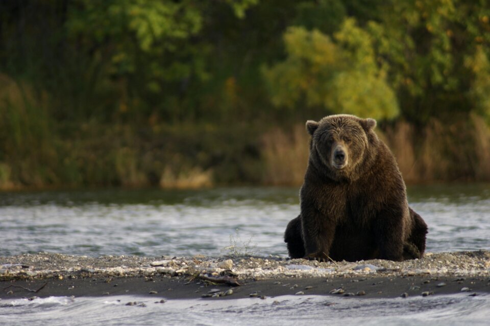 Nature brooks river katmai national park and preserve