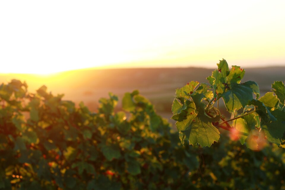 Wine grapes stade cover