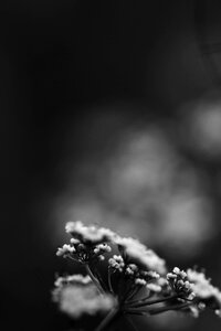 Spring flowers white nature