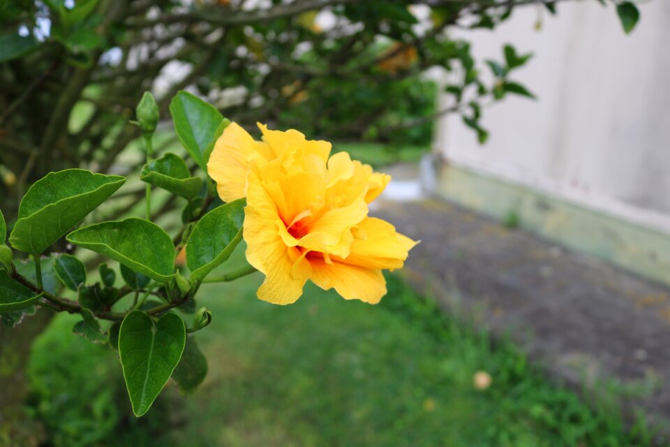Flower garden nature