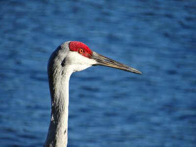 Crane sandhill bird