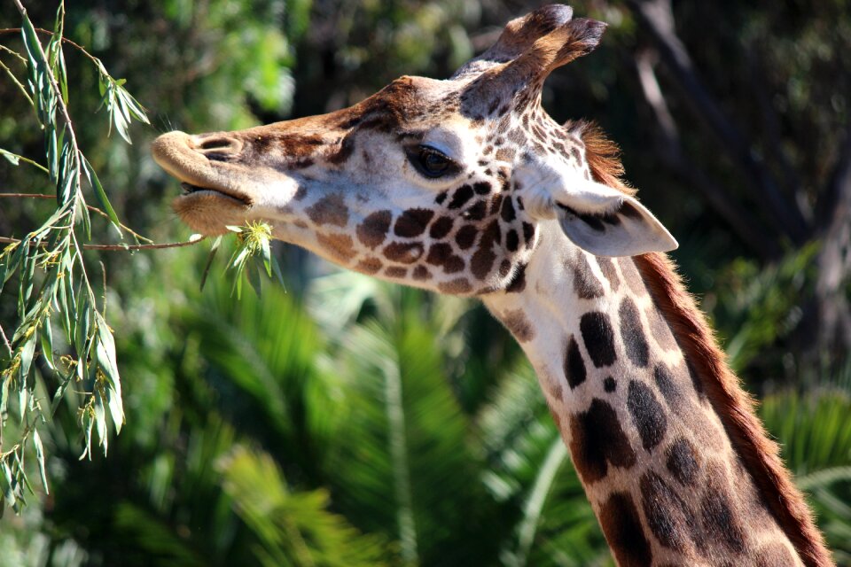 Animal nature wildlife