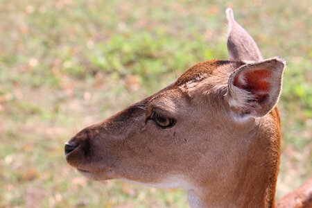 Fallow deer nature forest photo