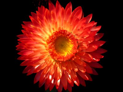 Orange yellow flower