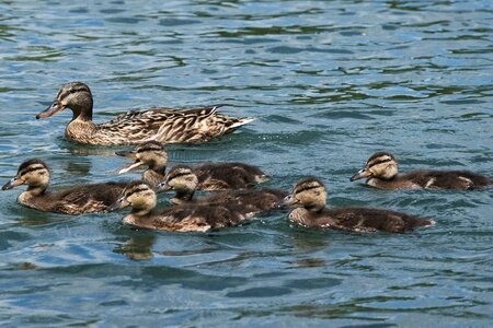 Family chicks swim photo