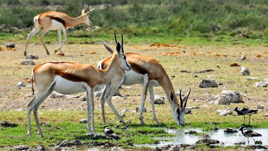 Dry national park animal