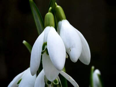 Flower spring signs of spring photo