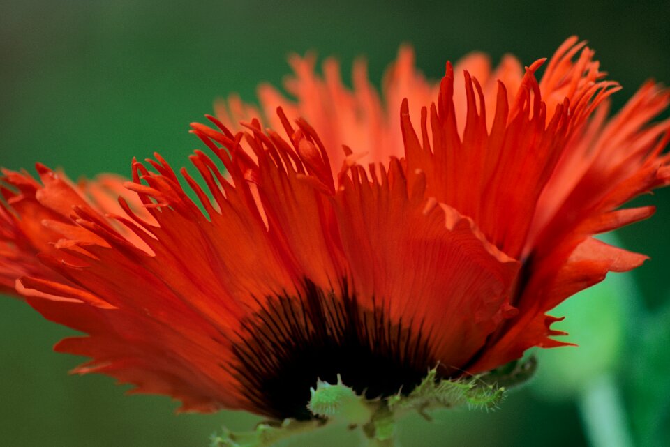 Close up red bright