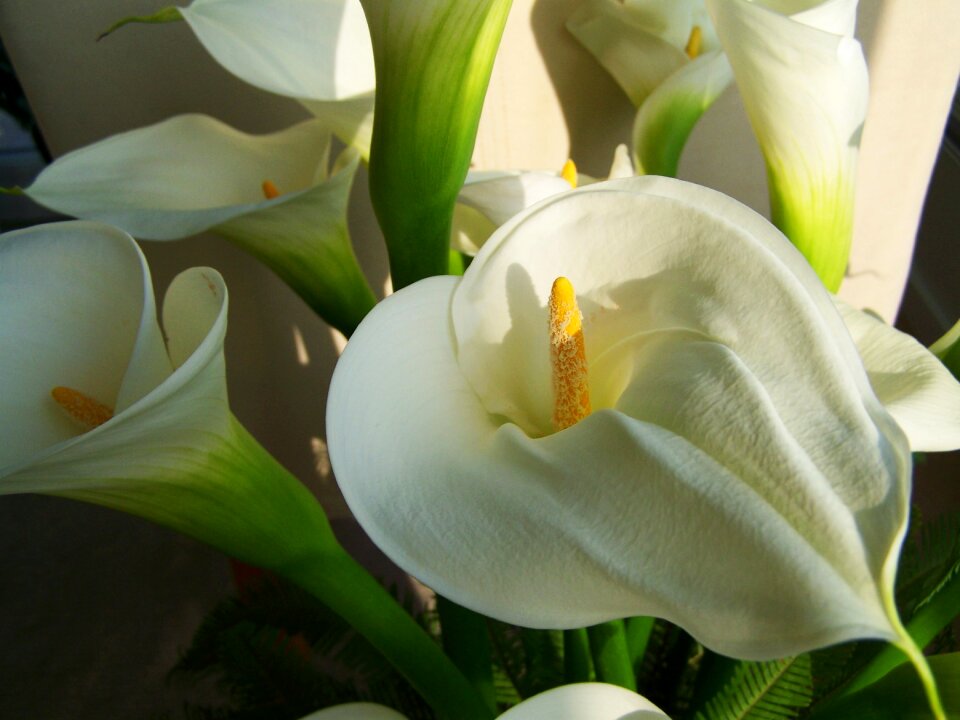Flower bouquet white calla lily cut flower