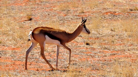 Dry national park animal