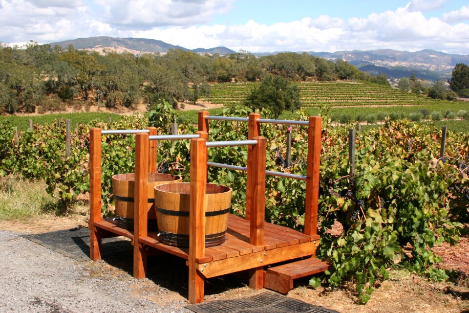Grape nature scenic