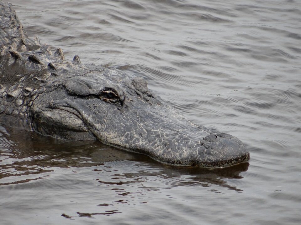 Gator wildlife florida