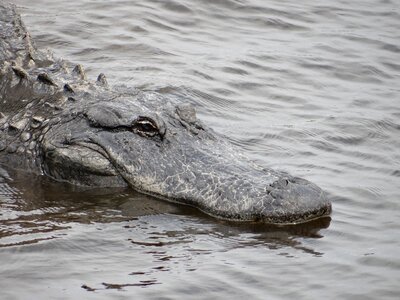 Gator wildlife florida