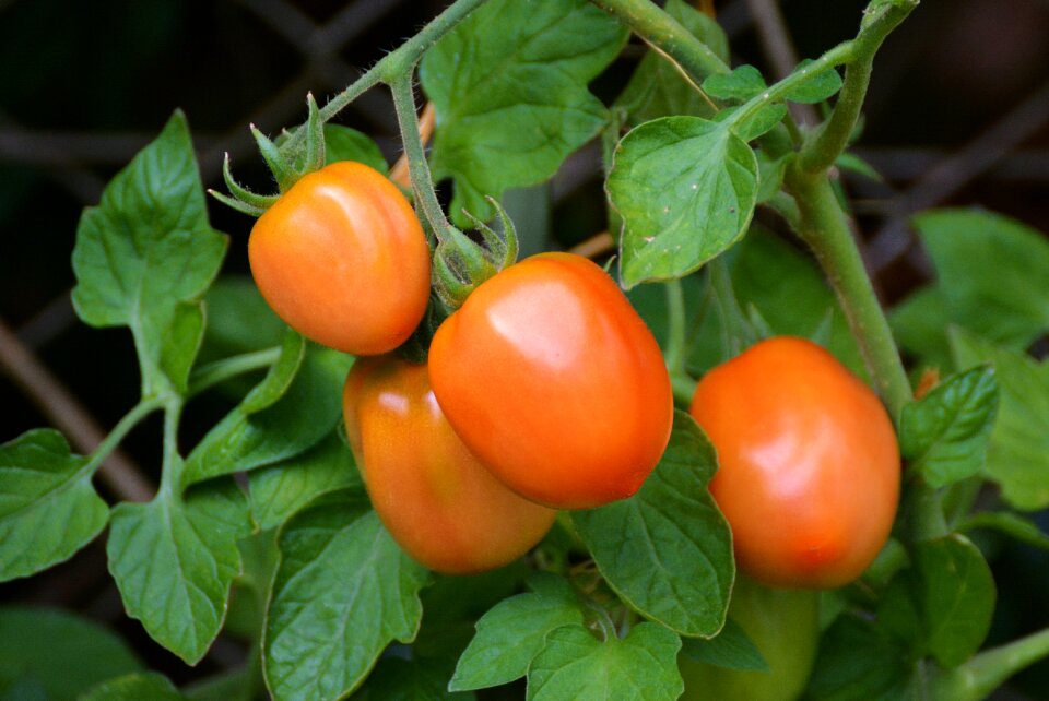 Mature garden vegetable growing