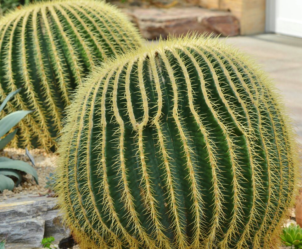 Prickly plant thorns