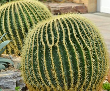 Prickly plant thorns photo