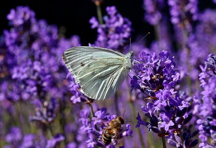 Butterfly insect lavender photo