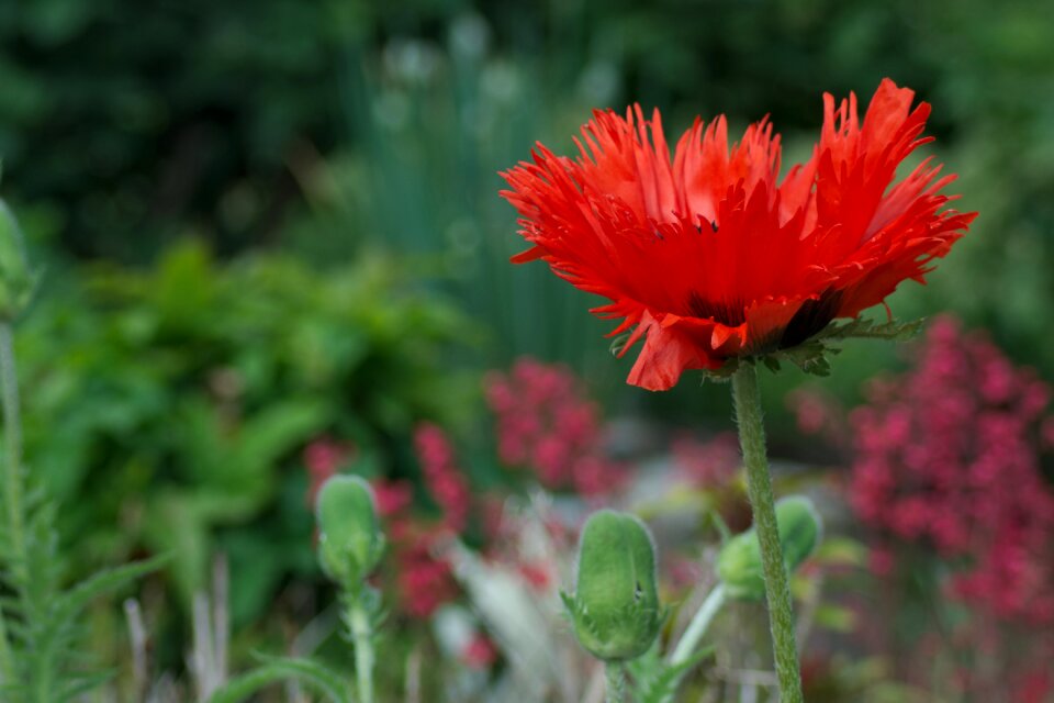 Close up red bright