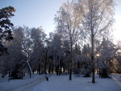 Сад_Ермака_(Тобольск)_зимой