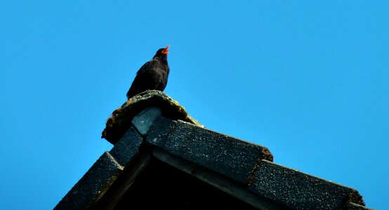 Songbird black bill