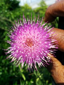 Fingers nettle purple