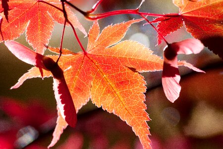 Red leaves coloring photo