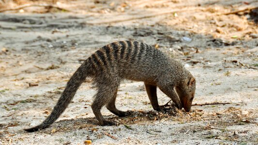 Dry national park animal